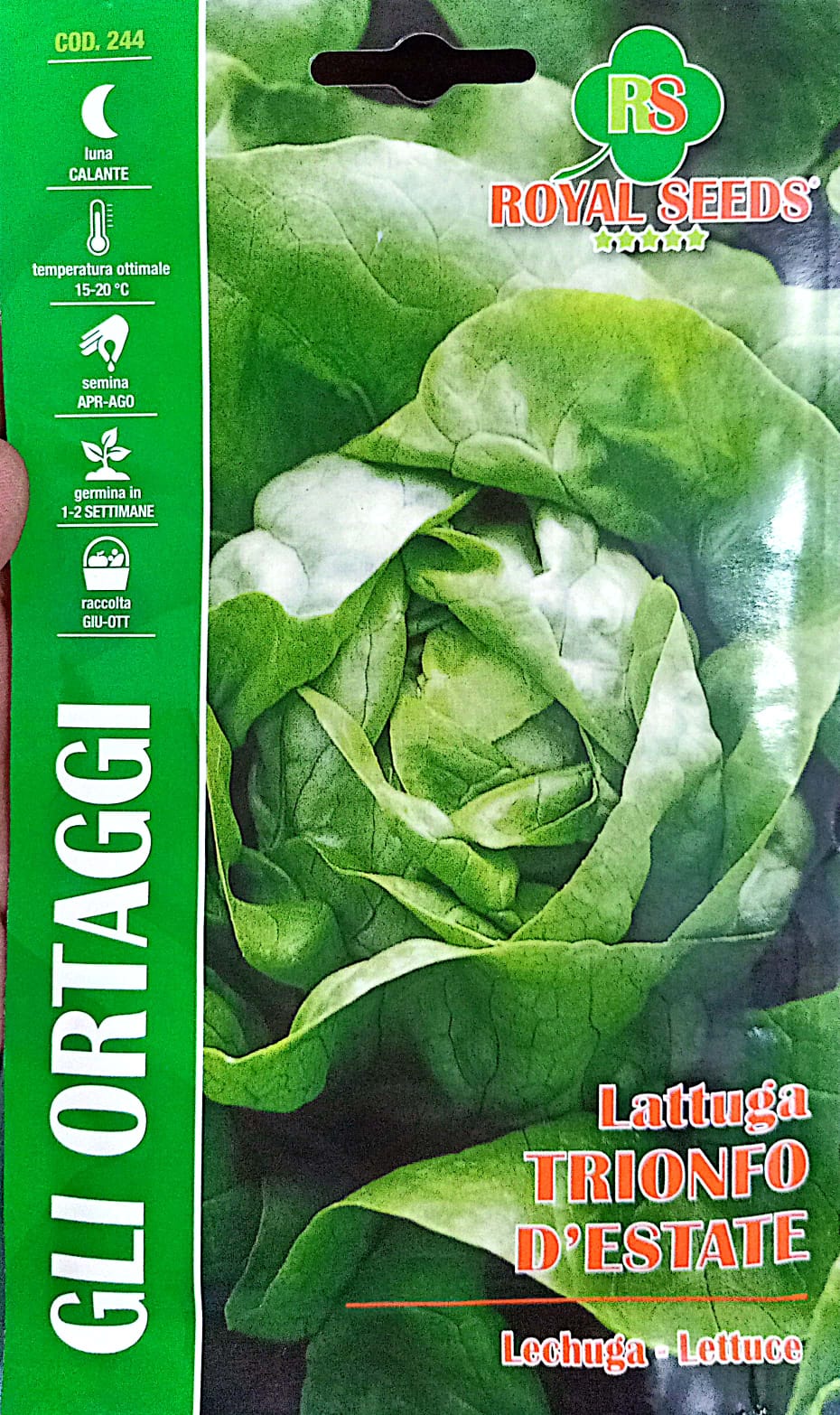 Royal Lettuce Trionfo D Estate