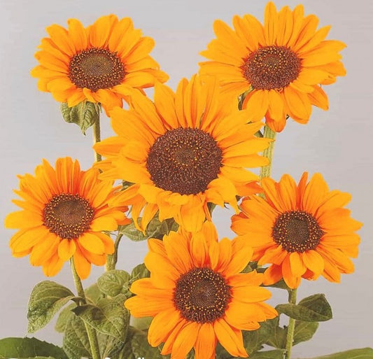 F1 Sunflower Splendor orange Per Seed