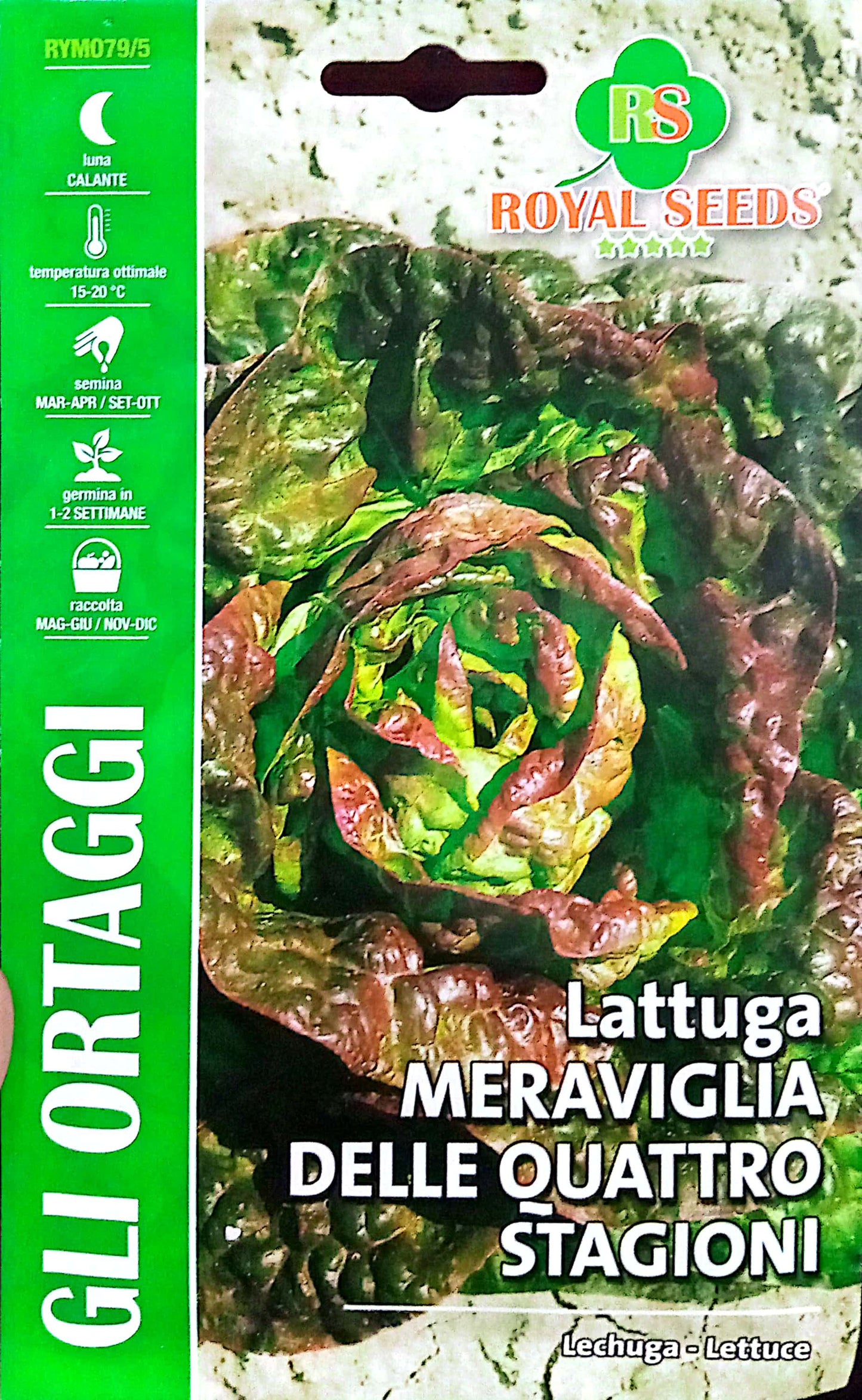 Royal Lettuce Meraviglia Delle Quattro Stagioni