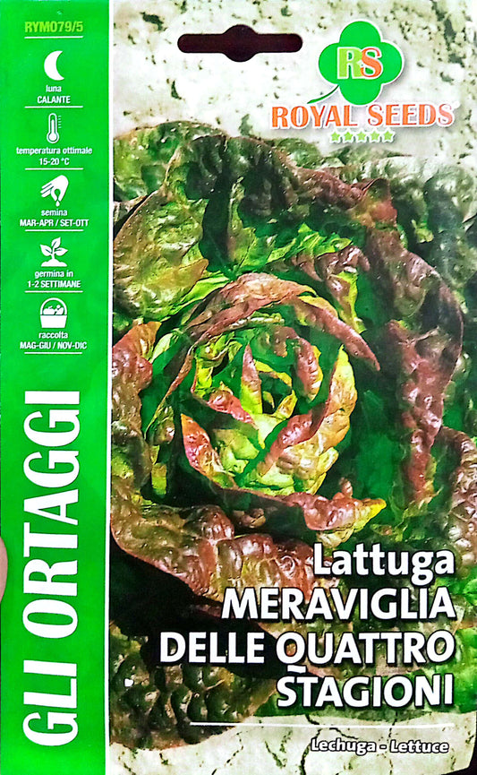 Royal Lettuce Meraviglia Delle Quattro Stagioni