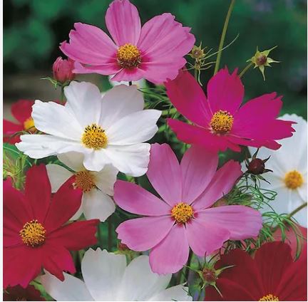 Cosmos Sensation Mixture (Winter) Per Gram