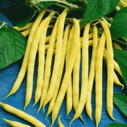 IMPORTED YELLOW DWARF BEAN