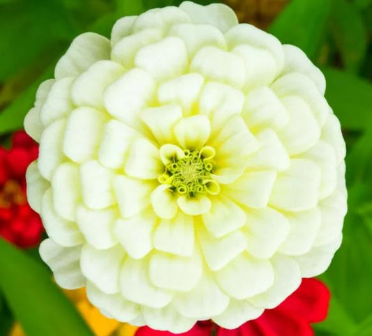 Zinnia Elegans – Dahlia White (Summer) COMING SOON