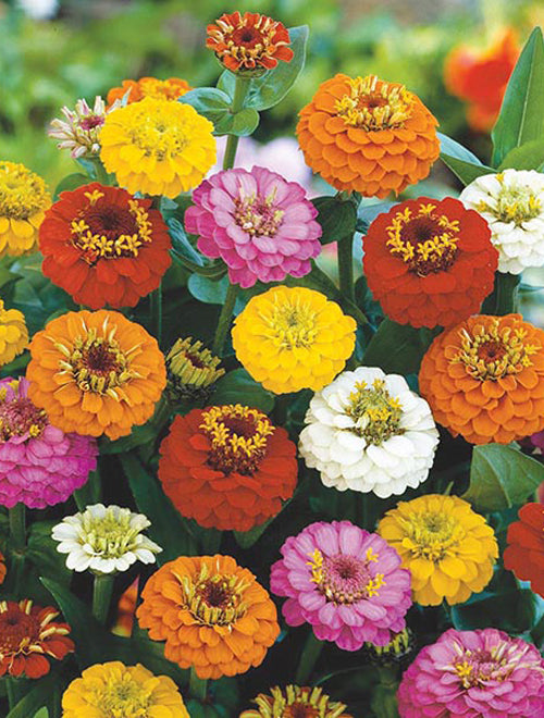 Zinnia elegans Lilliput Formula Mixed Summer