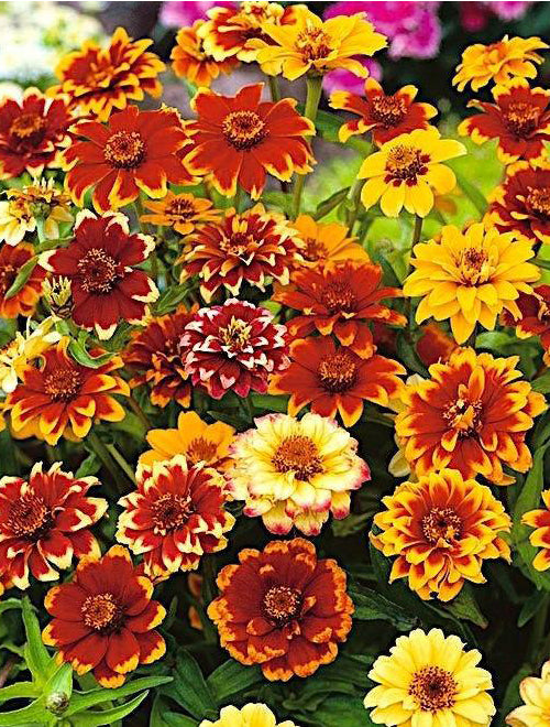 Zinnia Haageana Persian Carpet Mix 0.5G