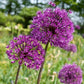 ALLIUM - PURPLE SENSATION 9.5/10