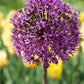 ALLIUM - PURPLE SENSATION 9.5/10