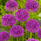 ALLIUM - PURPLE SENSATION 9.5/10