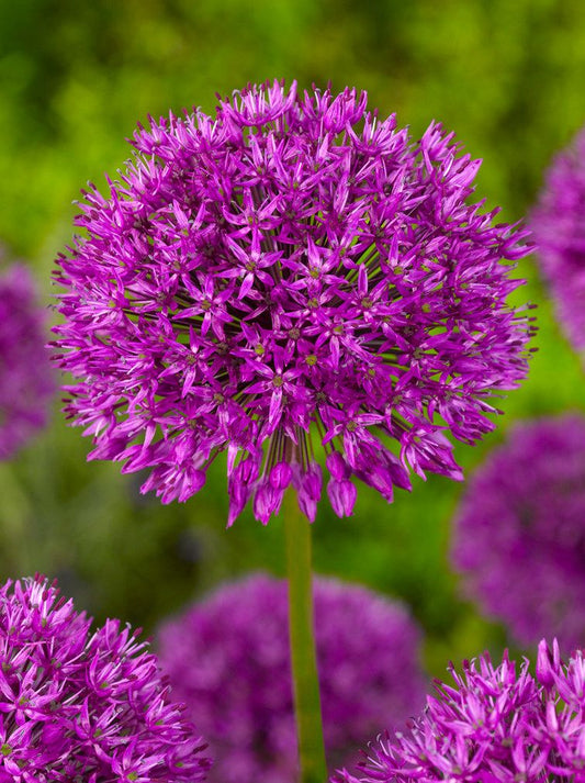 ALLIUM - PURPLE SENSATION 9.5/10