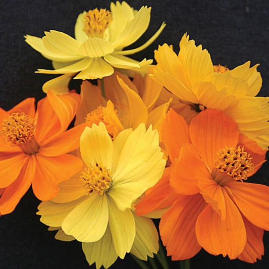 Cosmos sulphureus Carpet Dwarf Per Gram Summer