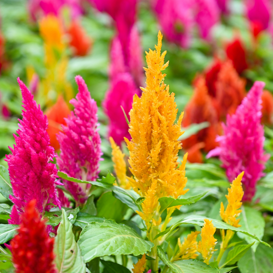 Celosia Pampas Plume Mix SUMMER