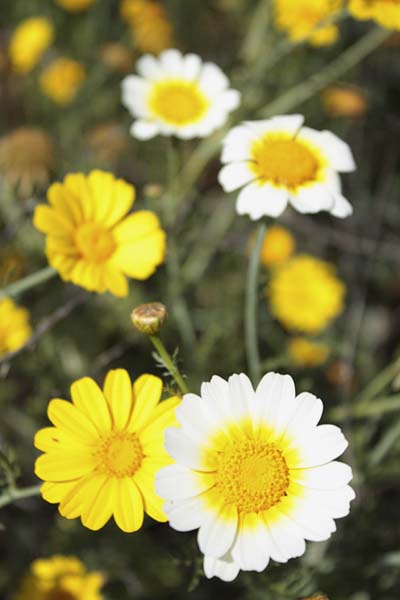 Chrysanthennum double flowered mixed 1-Gram (Winter)