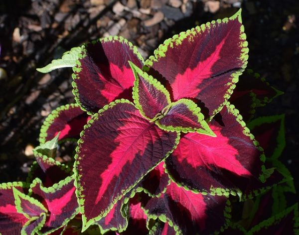 Coleus Rainbow Mix Summer COMING SOON