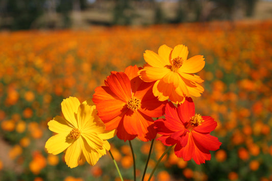 Cosmos Bright Lights Sulphur mixed Per Gram (Summer)