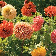 Gaillardia Sundance Dwarf Mix Summer