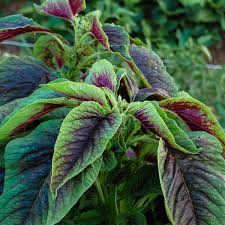 Chinese Spinach Red Calaloo Amaranthus Tricolor SUMMER