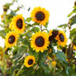 Helianthus annuus 'Domino' Sunflower Summer