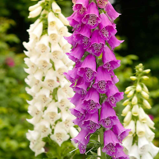 Foxglove gloxiniaeflora mixed Per Gram Winter