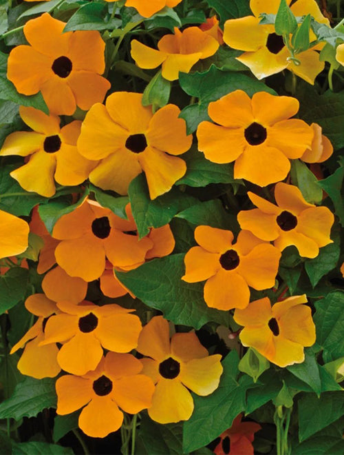 Thunbergia Alata (Black Eyed Susan) Summer