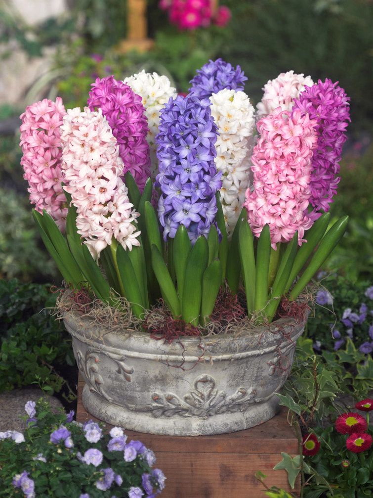 HYACINTH - HYACINTHS MIXED 14/15