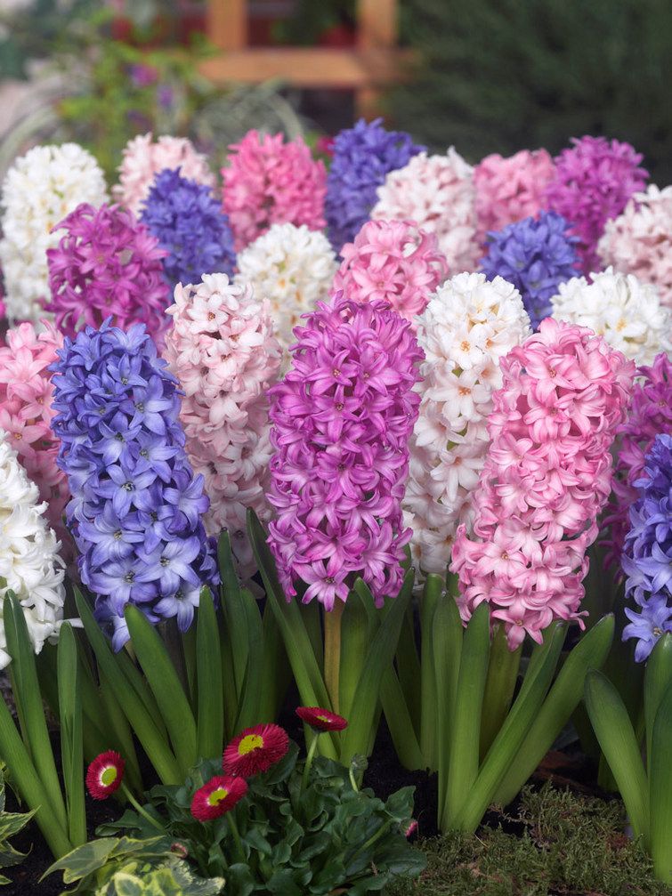 HYACINTH - HYACINTHS MIXED 14/15