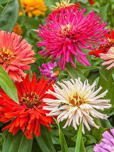 Zinnia Cactus Flower mix Summer