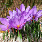 Saffron Zafron Bulb