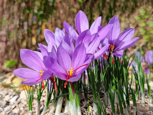 Saffron Zafron Bulb