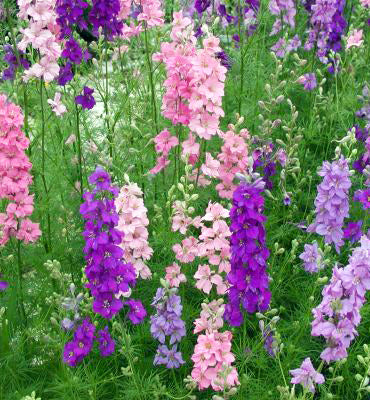 Larkspur Mixed Winter Per Gram