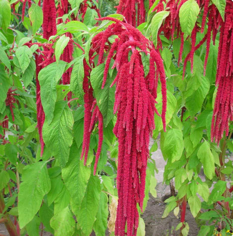 Amaranthus caudatus Love Lies bleeding Per Gram (Summer)