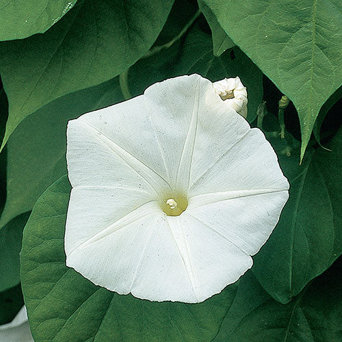 Morning Glory Pearly Gate Per Gram (Summer)