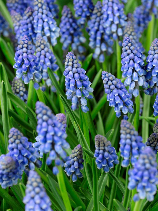 GRAPE HYACINTH - MUSCARI ARMENIACUM 7/8