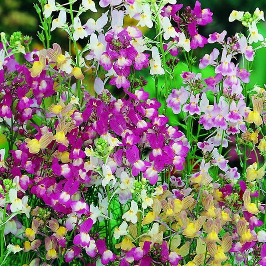 Linaria Northern Light Mixed Winter 1-Gram