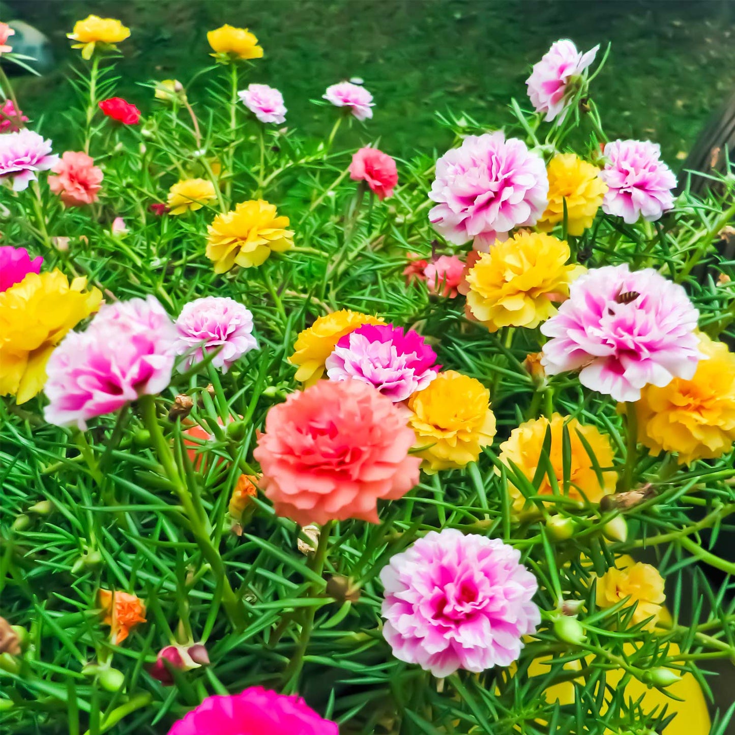 Portulaca Double Mix Summer