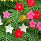 Cypress Vine Mix Summer