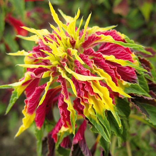 Amaranthus tricolor Per Gram (Summer)