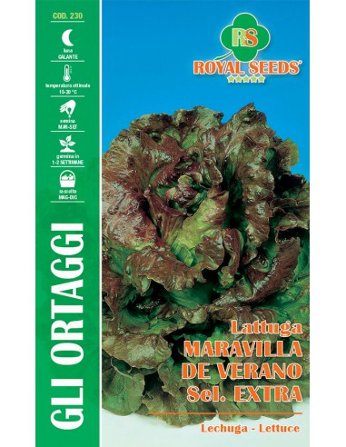 Royal Lettuce Maravilla De Verano Sel.EXTRA