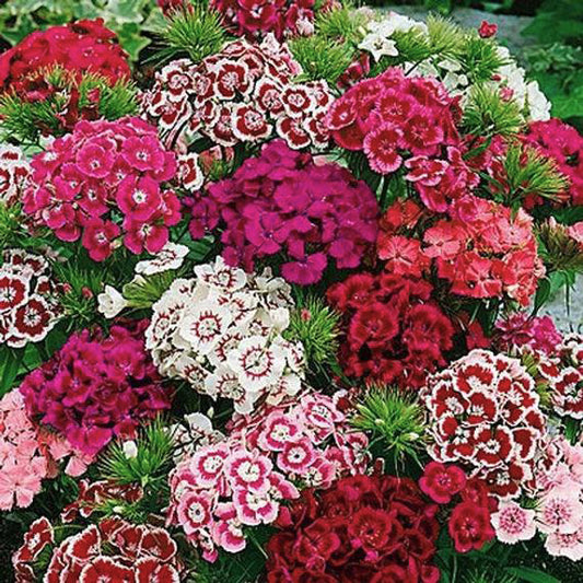 Sweet William Mixed-Herald of Spring Early (Winter) 1-Gram