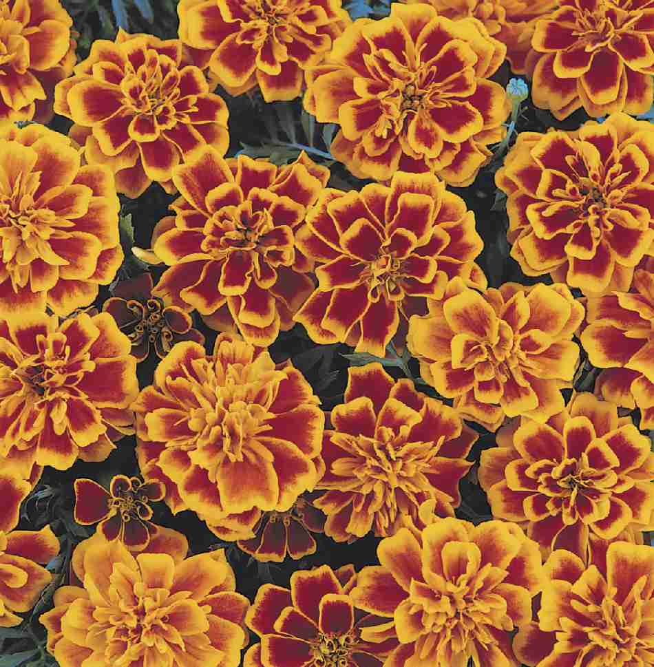 FRENCH F1 MARIGOLD Per seed