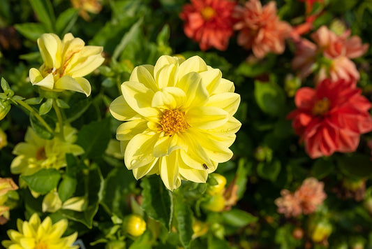 Dahlia Unwin’s Ideal Bedding mixed Per Gram Winter