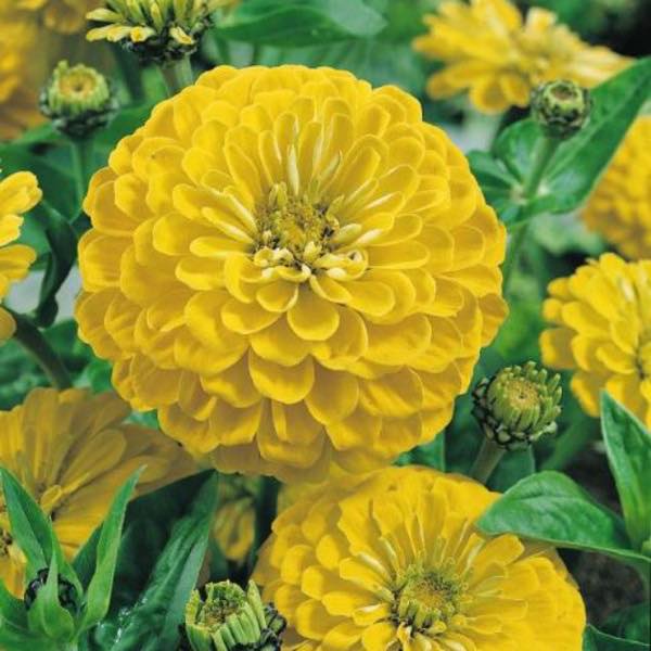 Zinnia Elegans – Dahlia Yellow(Summer)