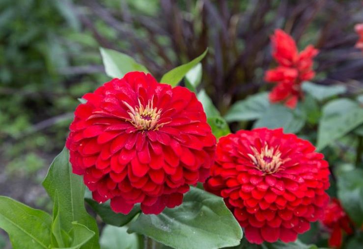 Zinnia Elegans – Dahlia Cherry Queen red (Summer)