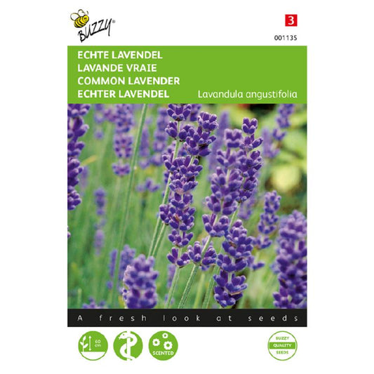 Buzzy Common Lavender 001135