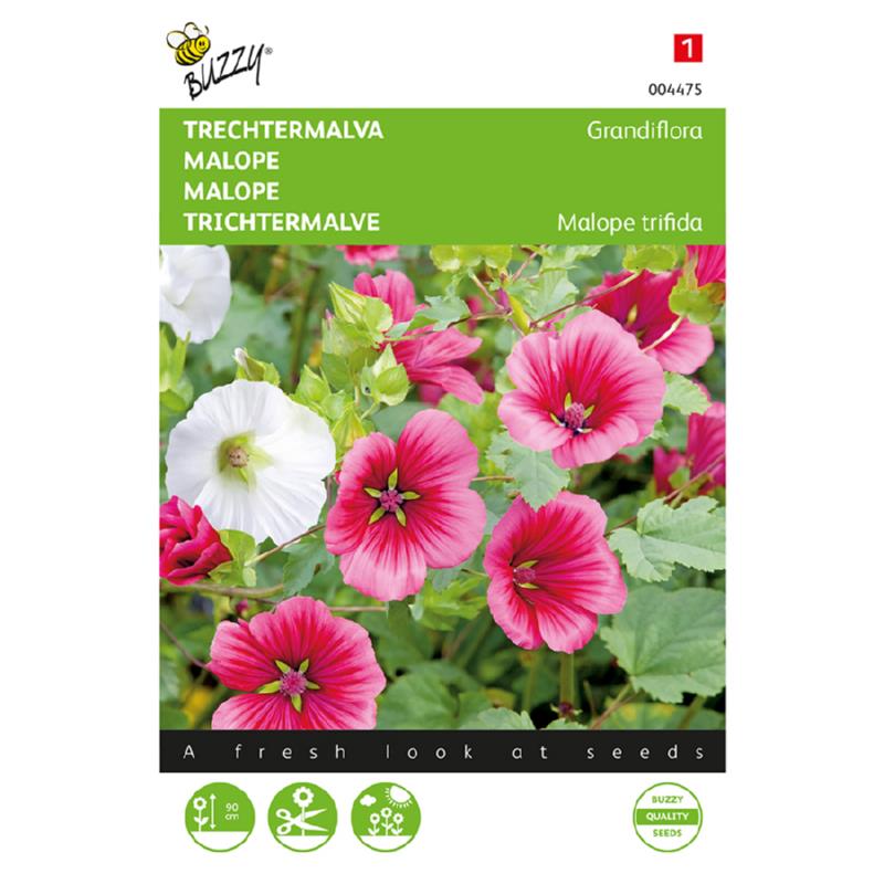 Buzzy Malope 004475