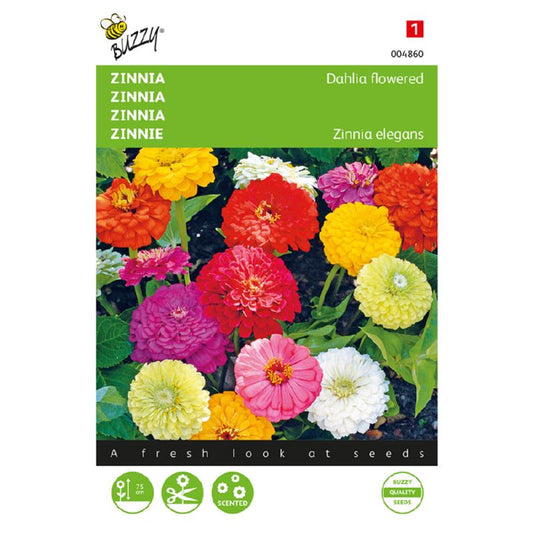 Buzzy Zinnia 004860