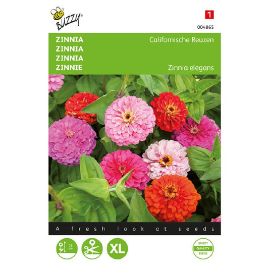 Buzzy Zinnia 004865