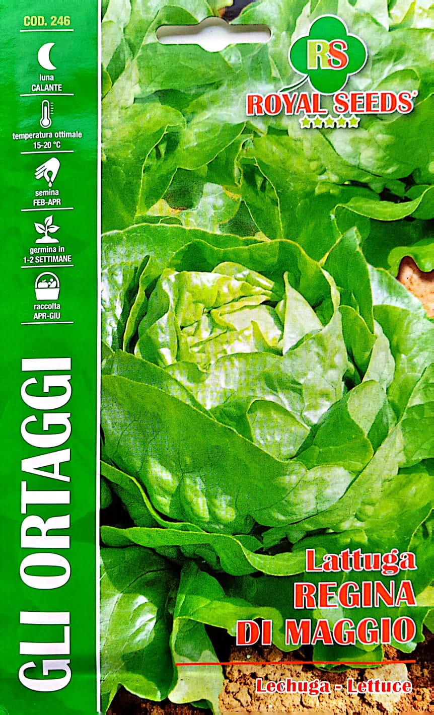 Royal Lettuce Regina Di Maggio 246 – KBSeeds Store