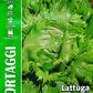 Royal  Lettuce Regina Dei Ghiacci 86/8