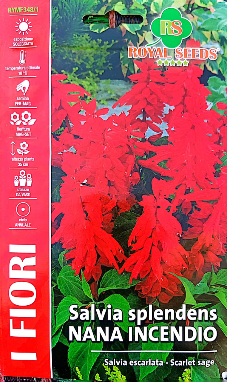 Royal Salvia Scarlet RYMF348/1