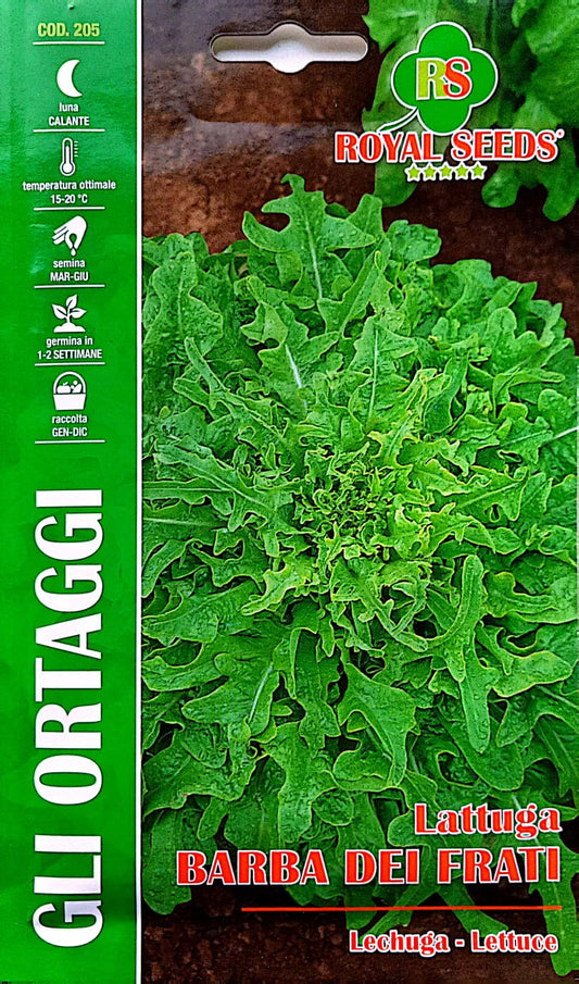 Royal Lettuce Barba Dei Frati 205